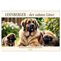 Calvendo Leonberger - der zahme Löwe (Wandkalender 2026 DIN
