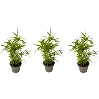 Plant in a Box - Bambus - 3er-Set -