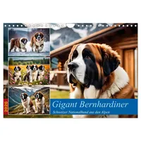 Calvendo Gigant Bernhardiner (Wandkalender 2026 DIN A4 quer), CALVENDO
