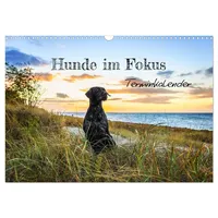 Calvendo Hunde im Fokus (Wandkalender 2026 DIN A3 quer),