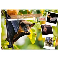 Calvendo Fledermäuse - kleine Vampire (Wandkalender 2026 DIN A3