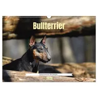 Calvendo Bullterrier, liebenswerte Sturköpfe (Wandkalender 2026 DIN A3 quer),