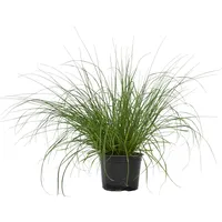 Plant in a Box - Pennisetum alopecuroides 'Hameln' Höhe