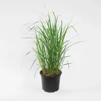Plant in a Box - Reitgras - Calamagrostis 'Karl