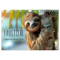 Calvendo Faultiere - entspannt durchs Jahr (Wandkalender 2026 DIN