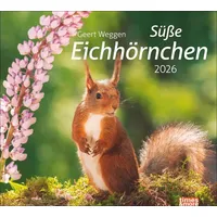 Heye times&more Eichhörnchen Bildkalender 2026