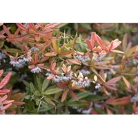 Pflanzen Für Dich Berberis julianae 40-50 cm