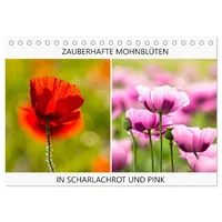 Calvendo Zauberhafte Mohnblüten in Scharlachrot und Pink (tischkalender 2026