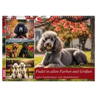 Calvendo Pudel in allen Farben und Größen (Wandkalender 2026