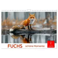 Calvendo Fuchs - schöne Momente (Wandkalender 2026 DIN A4