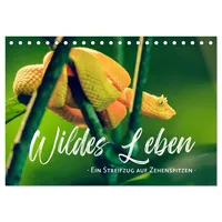 Calvendo Wildes Leben - Ein Streifzug auf Zehenspitzen (Tischkalender