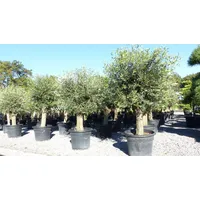 Grünwaren winterharter XXL Olivenbaum 50 Jahre, extra dicke Stämme,
