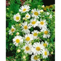 Pflanzen Für Dich Aster novae-angliae, weiß, p 0,5