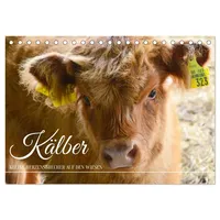 Calvendo Kälber - Kleine Herzensbrecher auf den Wiesen (Tischkalender