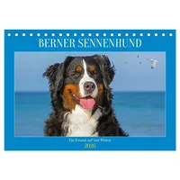 Calvendo Berner Sennenhund - Ein Freund auf vier Pfoten