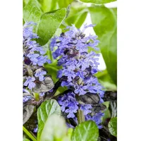 Pflanzen Für Dich Ajuga reptans Atropurpurea Günsel, purpur, ca.