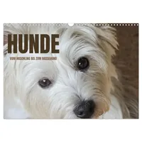 Calvendo Hunde - vom Mischling bis zum Rassehund (Wandkalender