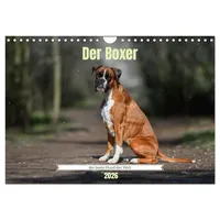 Calvendo Der Boxer, der beste Hund der Welt (Wandkalender