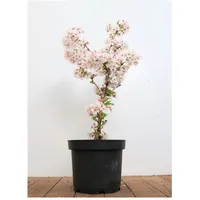 Pflanzen Für Dich Prunus incisa 'Mikinori', Zierkirsche, rosa Blüten,
