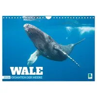 Calvendo Wale: Giganten der Meere (Wandkalender 2026 DIN A4