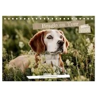 Calvendo Beagle - Unser treuer Begleiter (Tischkalender 2026 DIN