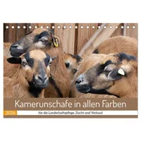 Calvendo Kamerunschafe in allen Farben (Tischkalender 2026 DIN A5