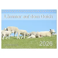 Calvendo Lämmer auf dem Deich (Tischkalender 2026 DIN A5