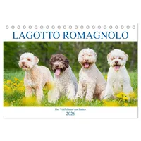 Calvendo Lagotto Romagnolo - Der Trüffelhund aus Italien (Tischkalender