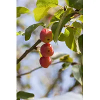 Pflanzen-für-dich.de Malus 'Red Sentinel' Zierapfel Rote Früchte 60–100 cm