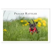 Calvendo Prager Rattler - Black and Tan - Kleine
