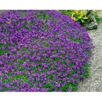 Pflanzen Für Dich Aubrieta x cult. 'Hamburger Stadtpark' Blaukissen,