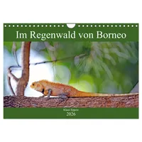 Calvendo Im Regenwald von Borneo (Wandkalender 2026 DIN A4