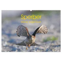 Calvendo Sperber - Kleiner Vogel Greif (Wandkalender 2026 DIN