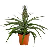 Dehner Ananas, mit essbarer Frucht, ca. 30-40 cm, Ø