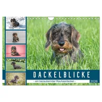 Calvendo Dackelblicke - ein bezaubernder Rauhaardackel (Wandkalender 2026 DIN