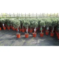Grünwaren Olivenbaum Stamm Olive 80 - 100 cm hoch,