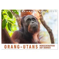 Calvendo Orang-Utans Menschenaffen auf Borneo (Tischkalender 2026 DIN A5