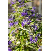 Pflanzen Für Dich Caryopteris clandonensis 'First Blue', Bartblume, blau,