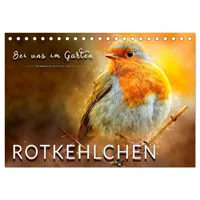 Calvendo Bei uns im Garten - Rotkehlchen (Tischkalender 2026