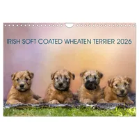 Calvendo IRISH SOFT COATED WHEATEN TERRIER 2026 (Wandkalender 2026
