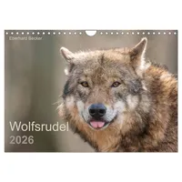 Calvendo Wolfsrudel (Wandkalender 2026 DIN A4 quer), CALVENDO Monatskalender