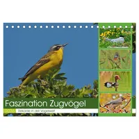 Calvendo Faszination Zugvögel - Rekorde in der Vogelwelt (Tischkalender