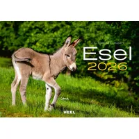 Heel Verlag GmbH Esel Kalender 2026