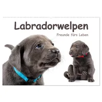 Calvendo Labradorwelpen - Freunde fürs Leben (Wandkalender 2026 DIN