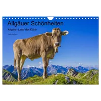 Calvendo Allgäuer Schönheiten Allgäu - Land der Kühe (Wandkalender