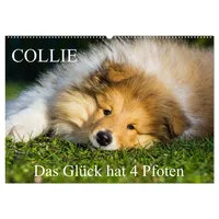 Calvendo Collie - Das Glück hat 4 Pfoten (Wandkalender