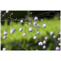 Pflanzen Für Dich Thalictrum delavayi, Wiesenraute, ca. 9x9 cm