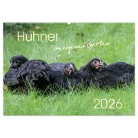 Calvendo Hühner im eigenen Garten (Wandkalender 2026 DIN A2