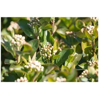 Pflanzen Für Dich Aronia melanocarpa 'Aron', Schwarze Apfelbeere, 40–60