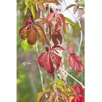 Pflanzen-für-dich.de Parthenocissus quinquefolia Engelmannii Wilder Wein, 60–100 cm